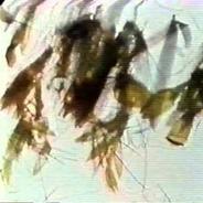 Stan Brakhage produced Mothlight without the use of a camera, using what he then described as a whole new film technique.